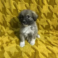 Nathanael M5, a male German Shepherd Dog and Great Pyrenees for sale in Lynchburg, VA – Photo 7 of 9