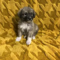 Nathanael M5, a male German Shepherd Dog and Great Pyrenees for sale in Lynchburg, VA – Photo 5 of 9