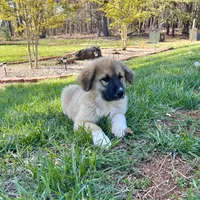 Nathanael M5, a male German Shepherd Dog and Great Pyrenees for sale in Lynchburg, VA – Photo 1 of 9