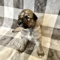 Mochi - Christmas puppy M2, a male Australian Shepherd and Great Pyrenees for sale in Lynchburg, VA – Photo 6 of 10