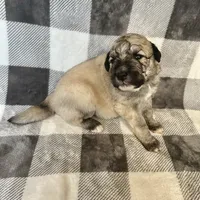 Mochi - Christmas puppy M2, a male Australian Shepherd and Great Pyrenees for sale in Lynchburg, VA – Photo 7 of 10