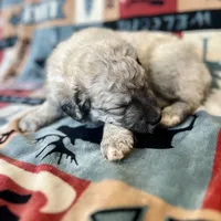 Mochi - Christmas puppy M2, a male Australian Shepherd and Great Pyrenees for sale in Lynchburg, VA – Photo 4 of 10