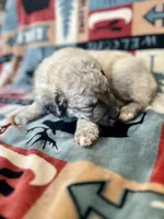 processed/462f3d09-0f96-4797-8734-057138279c53/listing/95cf8534-81ff-46aa-8831-79b9a3c0f0e2/09aa28b4-820d-4e03-af5a-c4164ed2dc22