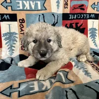 Mochi - Christmas puppy M2, a male Australian Shepherd and Great Pyrenees for sale in Lynchburg, VA – Photo 3 of 10