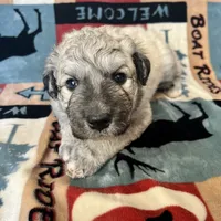 Mochi - Christmas puppy M2, a male Australian Shepherd and Great Pyrenees for sale in Lynchburg, VA – Photo 5 of 10