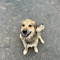 Mochi - Christmas puppy M2, a male Australian Shepherd and Great Pyrenees for sale in Lynchburg, VA – Photo 9 of 10