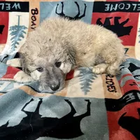 Mochi - Christmas puppy M2, a male Australian Shepherd and Great Pyrenees for sale in Lynchburg, VA – Photo 2 of 10
