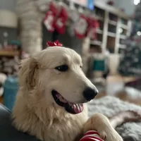 Mochi - Christmas puppy M2, a male Australian Shepherd and Great Pyrenees for sale in Lynchburg, VA – Photo 8 of 10