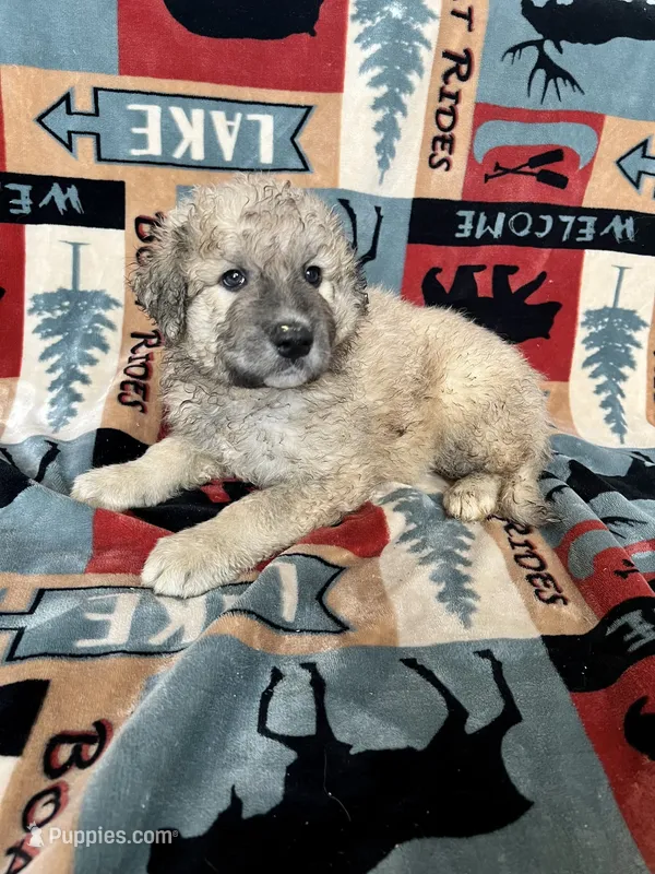 Mochi - Christmas puppy M2