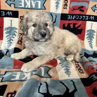 Mochi - Christmas puppy M2, a male Australian Shepherd and Great Pyrenees for sale in Lynchburg, VA – Photo 1 of 10