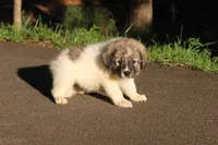 Poppy, a female Australian Shepherd and Great Pyrenees for sale in Lynchburg, VA – 4 of 6