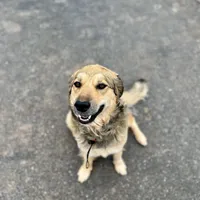 Mochi-F2 Christmas, a female Australian Shepherd and Great Pyrenees for sale in Lynchburg, VA – Photo 8 of 8