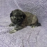 Mochi-F2 Christmas, a female Australian Shepherd and Great Pyrenees for sale in Lynchburg, VA – Photo 5 of 8