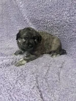 processed/462f3d09-0f96-4797-8734-057138279c53/listing/9ea1aa74-2e1d-45ee-a1ce-74332b8f3b96/1f38159b-37ae-4e84-8916-d605a69e5d38