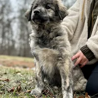 Mochi-F2 Christmas, a female Australian Shepherd and Great Pyrenees for sale in Lynchburg, VA – Photo 4 of 8
