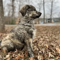 Mochi-F2 Christmas, a female Australian Shepherd and Great Pyrenees for sale in Lynchburg, VA – Photo 3 of 8