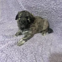 Mochi-F2 Christmas, a female Australian Shepherd and Great Pyrenees for sale in Lynchburg, VA – Photo 7 of 8