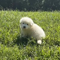Ruthie F6 - Fettuccine, a female Australian Shepherd and Great Pyrenees for sale in Lynchburg, VA – Photo 1 of 10