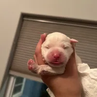 Ruthie F6 - Fettuccine, a female Australian Shepherd and Great Pyrenees for sale in Lynchburg, VA – Photo 10 of 10