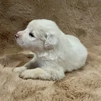 Ruthie F6 - Fettuccine, a female Australian Shepherd and Great Pyrenees for sale in Lynchburg, VA – Photo 7 of 10