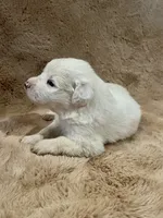 processed/462f3d09-0f96-4797-8734-057138279c53/listing/9f8c7f2b-cab4-4a92-b9b8-55c1bb47e981/1ecd9c0a-3154-48b5-b8ed-1749a4daded8