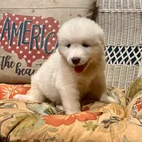 Ruthie F6 - Fettuccine, a female Australian Shepherd and Great Pyrenees for sale in Lynchburg, VA – Photo 5 of 10