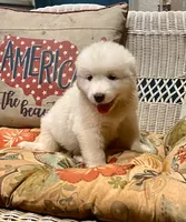 processed/462f3d09-0f96-4797-8734-057138279c53/listing/9f8c7f2b-cab4-4a92-b9b8-55c1bb47e981/2e36ed91-2f63-47b2-9e5b-b1c4833ab691