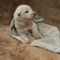 Ruthie F6 - Fettuccine, a female Australian Shepherd and Great Pyrenees for sale in Lynchburg, VA – Photo 8 of 10