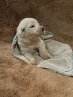 processed/462f3d09-0f96-4797-8734-057138279c53/listing/9f8c7f2b-cab4-4a92-b9b8-55c1bb47e981/3768c231-dcad-476e-81e4-ac0f33fb9564