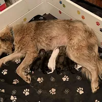 Ruthie F6 - Fettuccine, a female Australian Shepherd and Great Pyrenees for sale in Lynchburg, VA – Photo 9 of 10