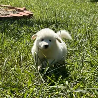 Ruthie F6 - Fettuccine, a female Australian Shepherd and Great Pyrenees for sale in Lynchburg, VA – Photo 3 of 10