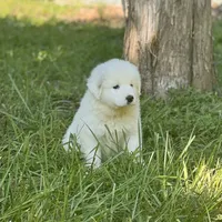 Ruthie F6 - Fettuccine, a female Australian Shepherd and Great Pyrenees for sale in Lynchburg, VA – Photo 2 of 10