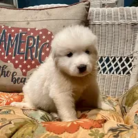 Ruthie F6 - Fettuccine, a female Australian Shepherd and Great Pyrenees for sale in Lynchburg, VA – Photo 6 of 10