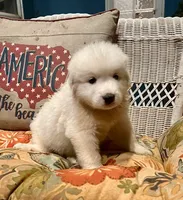 processed/462f3d09-0f96-4797-8734-057138279c53/listing/9f8c7f2b-cab4-4a92-b9b8-55c1bb47e981/ec49d146-91a1-495d-b58b-41f0904be27c