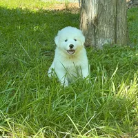 Ruthie F6 - Fettuccine, a female Australian Shepherd and Great Pyrenees for sale in Lynchburg, VA – Photo 4 of 10