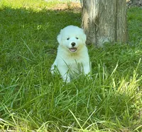 processed/462f3d09-0f96-4797-8734-057138279c53/listing/9f8c7f2b-cab4-4a92-b9b8-55c1bb47e981/f2f44862-7b3e-4131-8886-7d5c48012e56