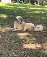 Moses, a male Great Pyrenees for sale in Lynchburg, VA – 2 of 6