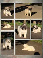 Iris, a female Australian Shepherd and Great Pyrenees for sale in Lynchburg, VA – 5 of 5