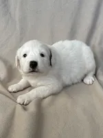 processed/462f3d09-0f96-4797-8734-057138279c53/listing/a85e018c-e488-45e2-96be-8a65a949c590/28b15a96-7907-4910-b91f-bd750e7a965c