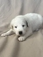 processed/462f3d09-0f96-4797-8734-057138279c53/listing/a85e018c-e488-45e2-96be-8a65a949c590/32b1b170-dc2a-4fbc-8eca-ce09bbb089c7