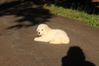 Benji, a male Australian Shepherd and Great Pyrenees for sale in Lynchburg, VA – 2 of 8