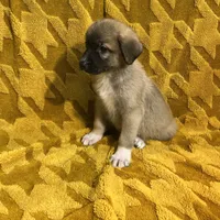 Abel M4, a male German Shepherd Dog and Great Pyrenees for sale in Lynchburg, VA – Photo 7 of 10