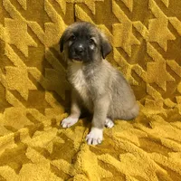 Abel M4, a male German Shepherd Dog and Great Pyrenees for sale in Lynchburg, VA – Photo 6 of 10