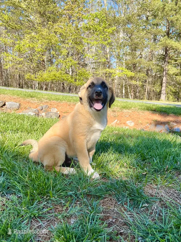 Abel M4 – German Shepherd Dog, Great Pyrenees puppy for sale in Lynchburg, VA