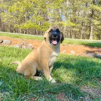 Abel M4, a male German Shepherd Dog and Great Pyrenees for sale in Lynchburg, VA – Photo 1 of 10