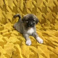 Abel M4, a male German Shepherd Dog and Great Pyrenees for sale in Lynchburg, VA – Photo 8 of 10