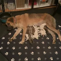 Abel M4, a male German Shepherd Dog and Great Pyrenees for sale in Lynchburg, VA – Photo 9 of 10