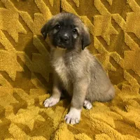 Abel M4, a male German Shepherd Dog and Great Pyrenees for sale in Lynchburg, VA – Photo 5 of 10