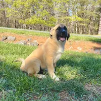Abel M4, a male German Shepherd Dog and Great Pyrenees for sale in Lynchburg, VA – Photo 2 of 10