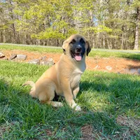 Abel M4, a male German Shepherd Dog and Great Pyrenees for sale in Lynchburg, VA – Photo 3 of 10